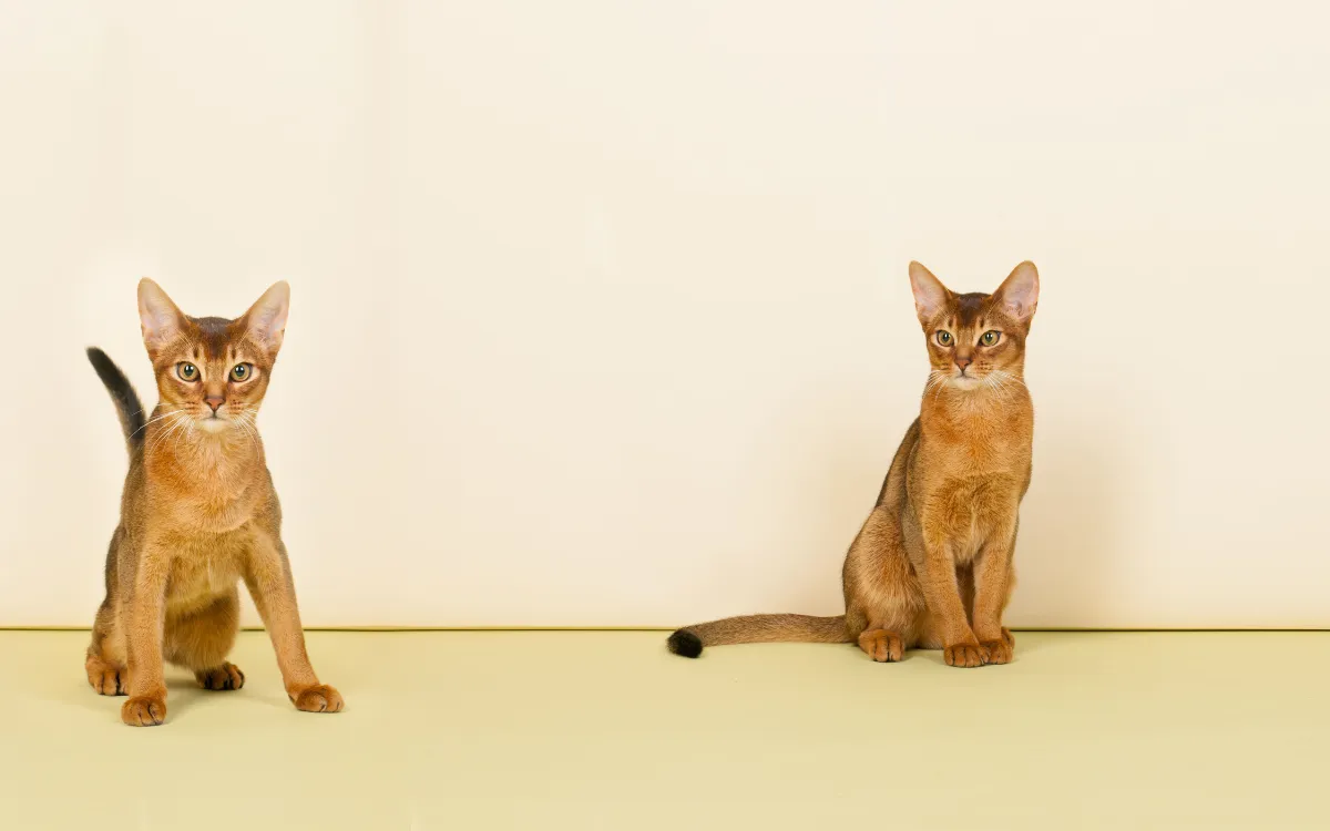 Các Yếu Tố Ảnh Hưởng Đến Giá Mèo Abyssinian