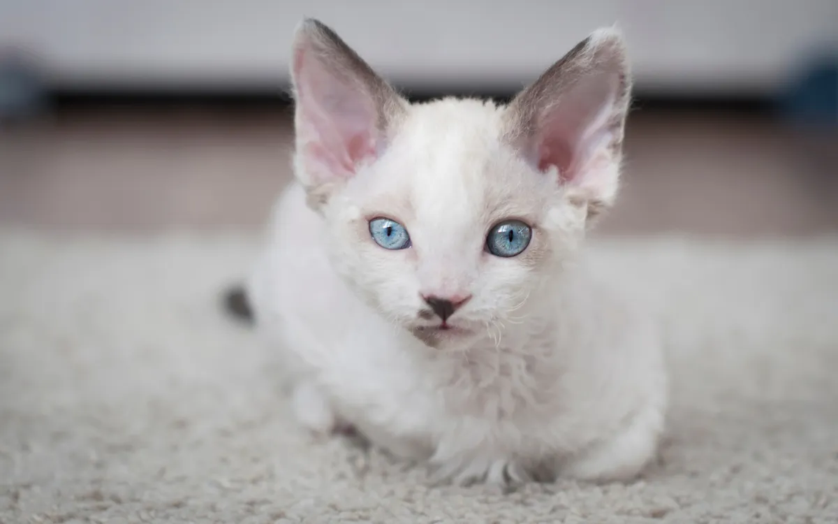 Cách Chăm Sóc Mèo Devon Rex