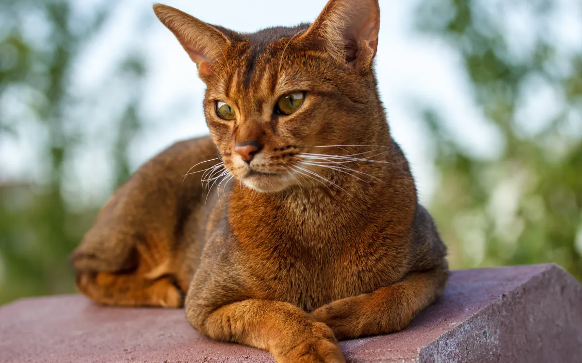 Mèo Abyssinian Giá Bao Nhiêu? Tìm Hiểu Chi Tiết Tại Yêu Mèo