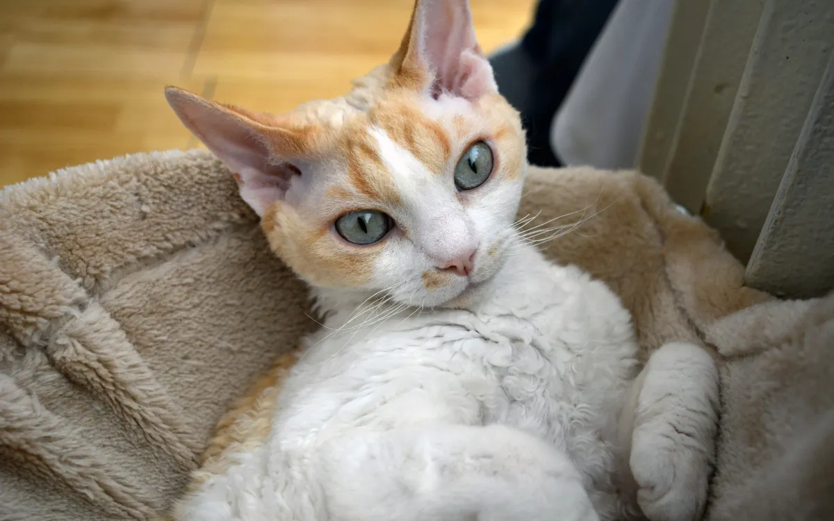 Nguồn Gốc Của Mèo Devon Rex | Cách Chăm Sóc Mèo Devon Rex